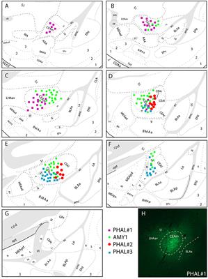 Morphofunctional Organization of the Connections From the Medial and Intermediate Parts of the Central Nucleus of the Amygdala Into Distinct Divisions of the Lateral Hypothalamic Area in the Rat